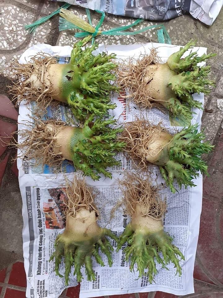 Cây Sứ kim tử tháp giống siêu ngọn
