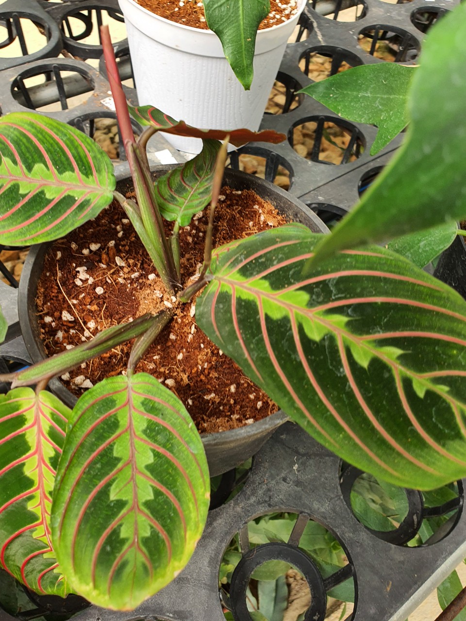 Công xương cá_ Calathea prayer.