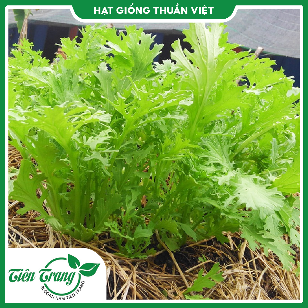 Hạt giống Cải Bẹ Xanh Đuôi Phụng TN