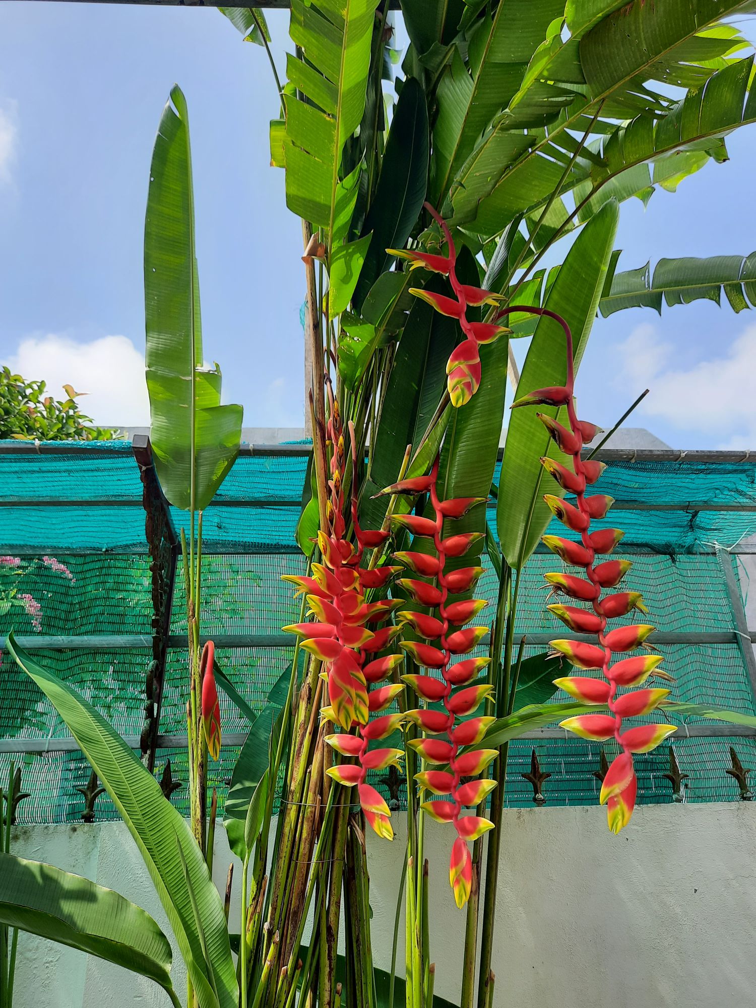 Giống cây Tràng Pháo đỏ