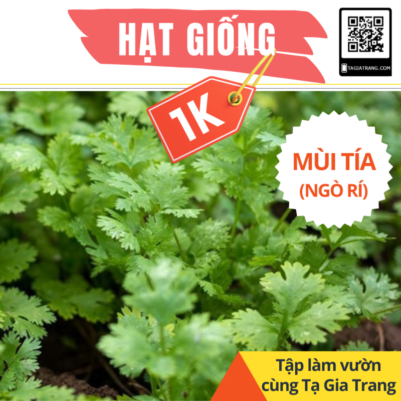 Deal 1K - 100 hạt giống rau mùi tía (ngò tía, ngò rí) - Học làm vườn cùng Tạ Gia Trang