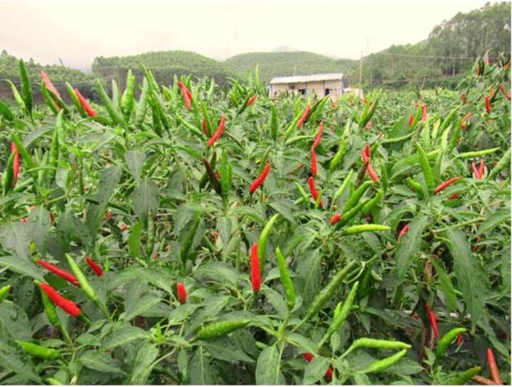 30 hạt giống ớt chỉ thiên nhiều màu