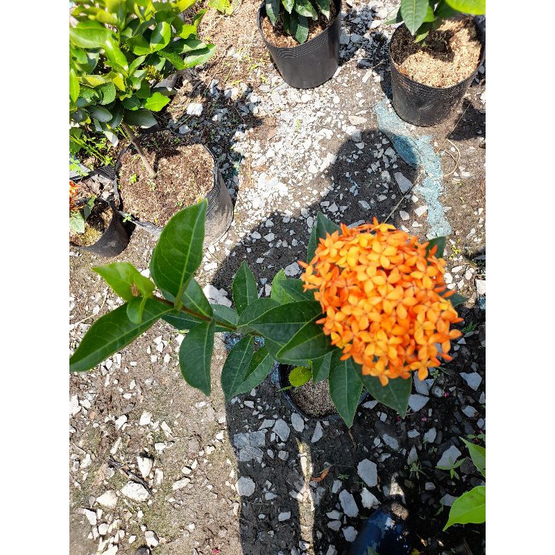 Mẫu Đơn Mỹ Cam - Cây Bông Trang Cam
