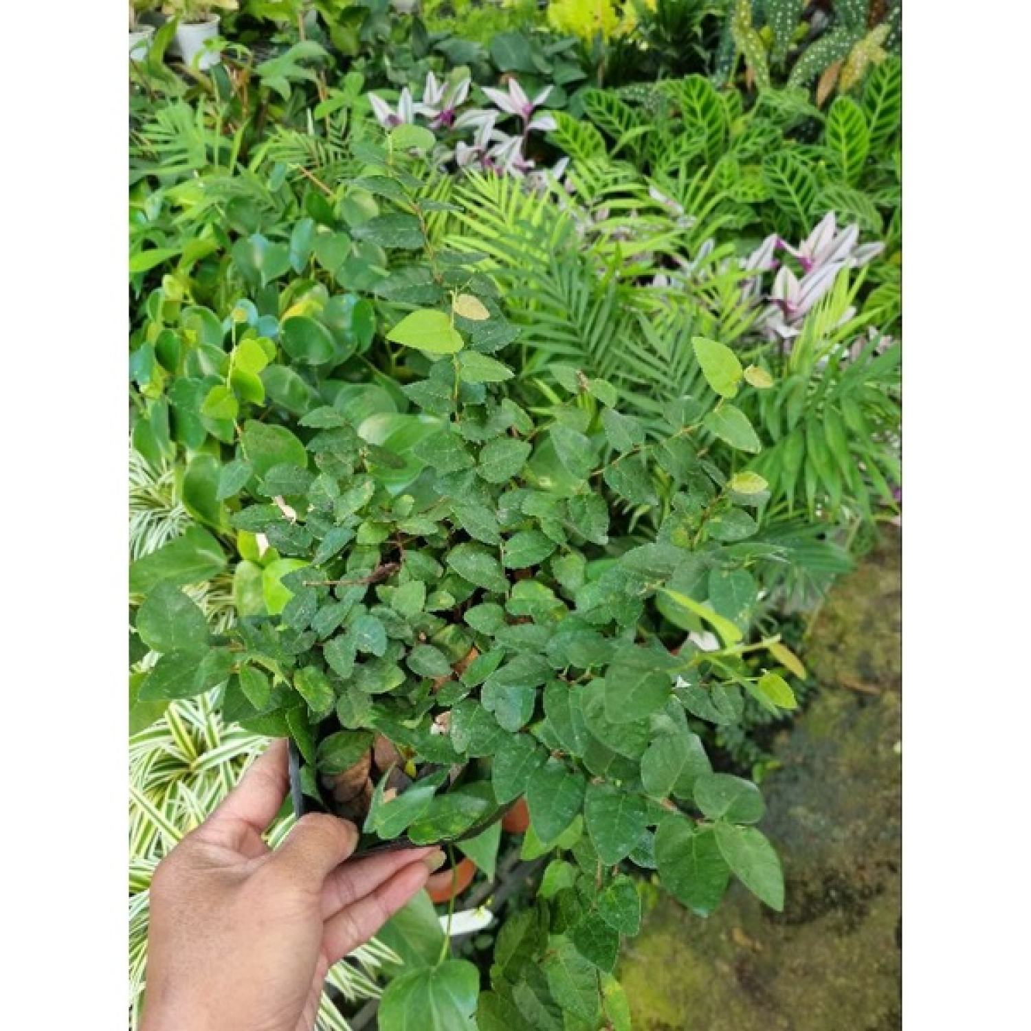 Cây thằn lằn (cây vảy ốc)
