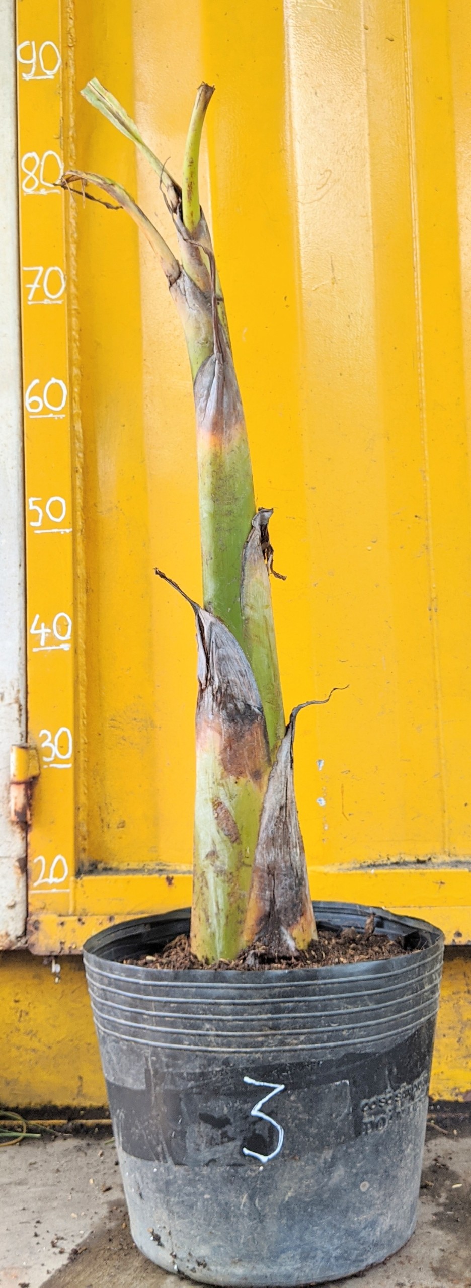 Cây chuối sáp