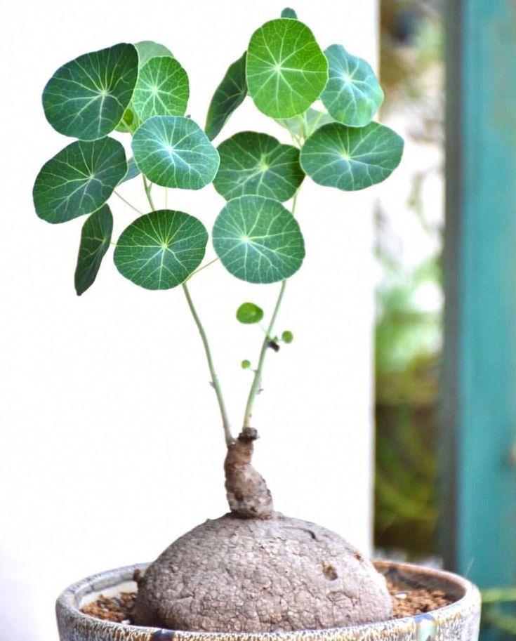 Củ Bình Vôi - Chậu Cây Cảnh