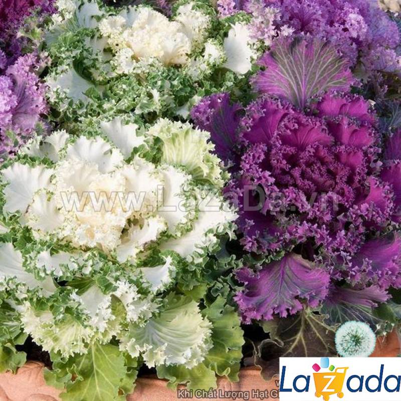 1000.HẠT Hạt Giống Cải Xoăn Kale Mix Màu (| -KD: A1*W55)