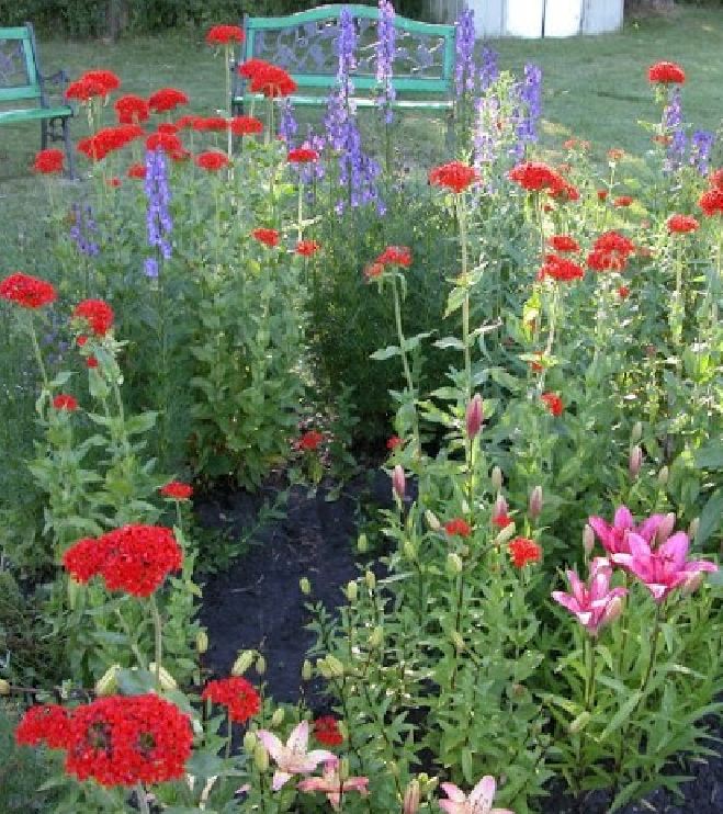 Red Thu La Flower Seeds - 1 Pack of 50 Seeds