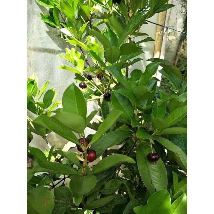 Cây giống cherry Brazil (ra trái siêu sớm- cam kết chuẩn giống)