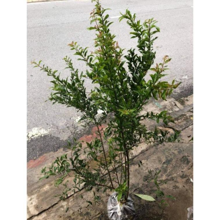 [Xả - Cắt Lỗ ] Cây Giống Lựu Hạnh Cao 90cm - 1m