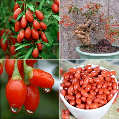 Kỷ tử sấy khô gói 1kg GT074
