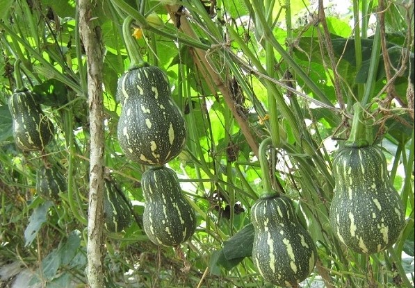 Giống bí đậu ăn non katora