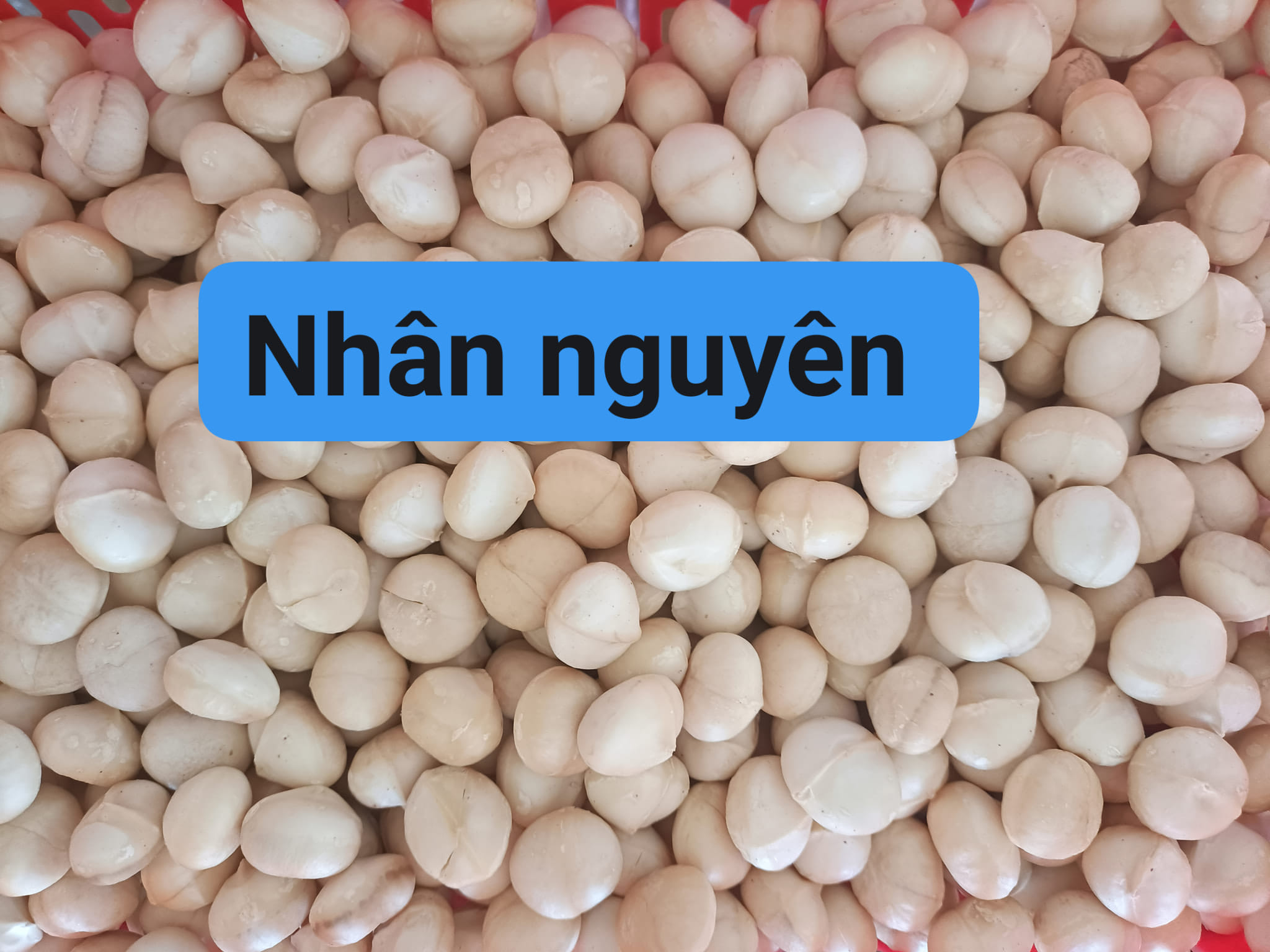 Hạt mắc ca Tây Nguyên 500gr (tặng kèm khui, đã sấy chín)