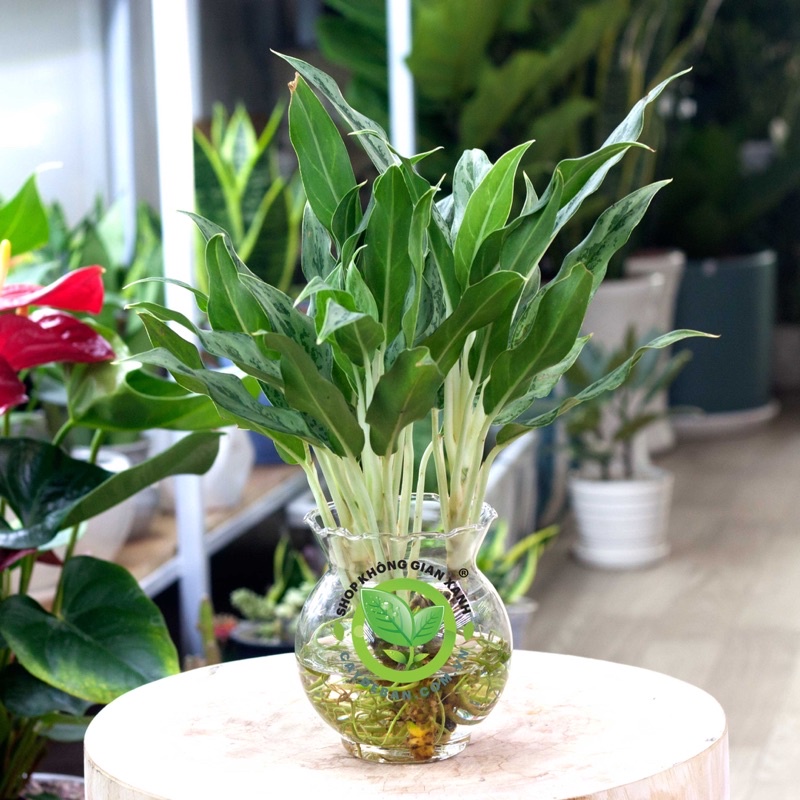 Cây giữ tiền Thái lá nhỏ