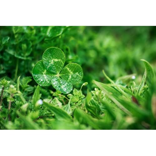 Combo 2 gói hạt giống cỏ 4 lá