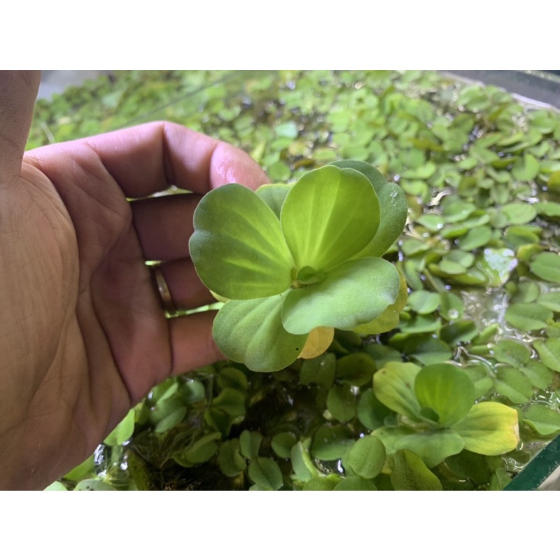 Bèo tai chuột, bèo dâu