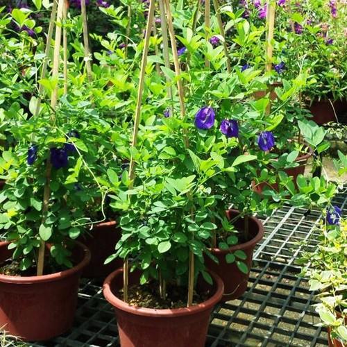 Hạt hoa đậu biếc - gói 50 hạt
