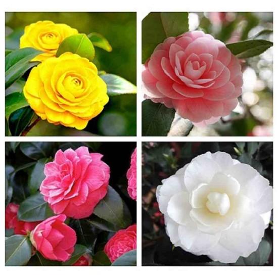 Hạt giống hoa Trà My Nhật mix(Camellia)