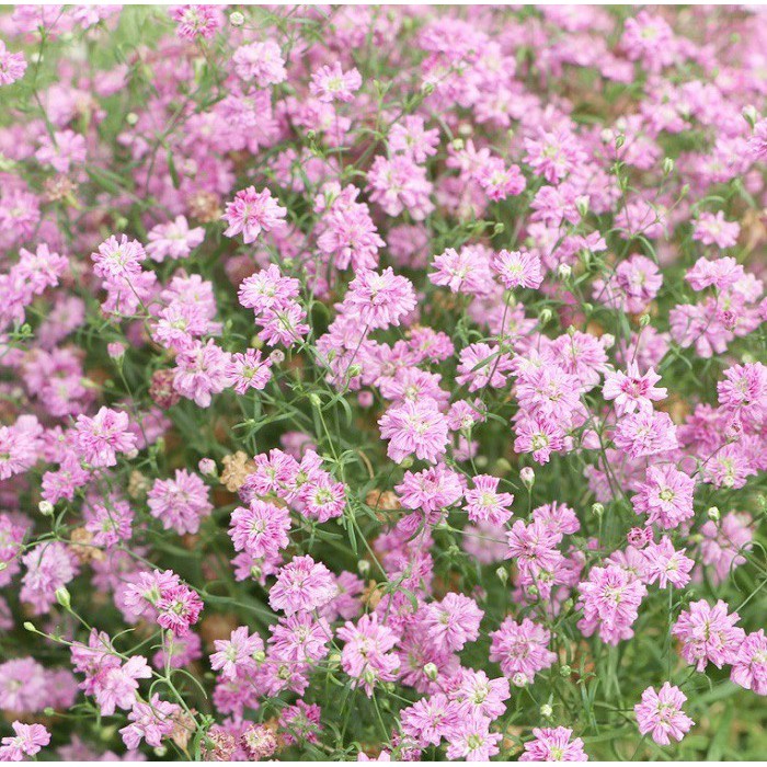 Flower seeds Baby Mix (100 beads) Easy Care, super nice for your garden-shallow gold