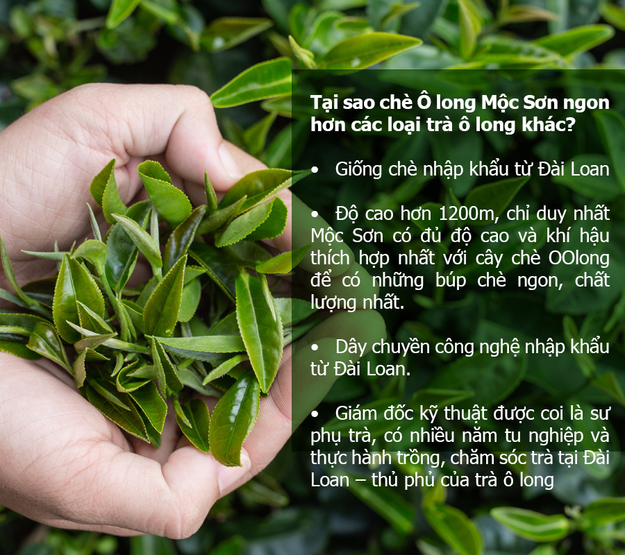 50g Vi Olong (Olong Đọt) Mộc Sơn