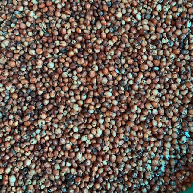 [HCM]Hạt bo bo cho thú cưng gói 500g