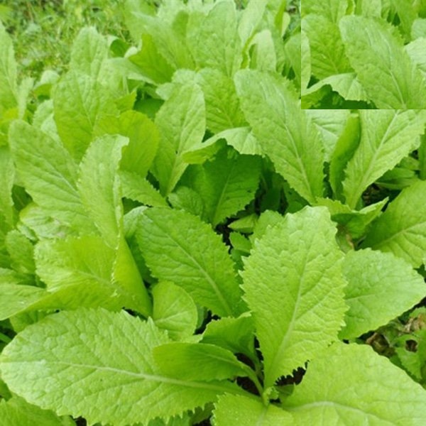 Gói 1kg Hạt Giống Cải Bẹ Vàng