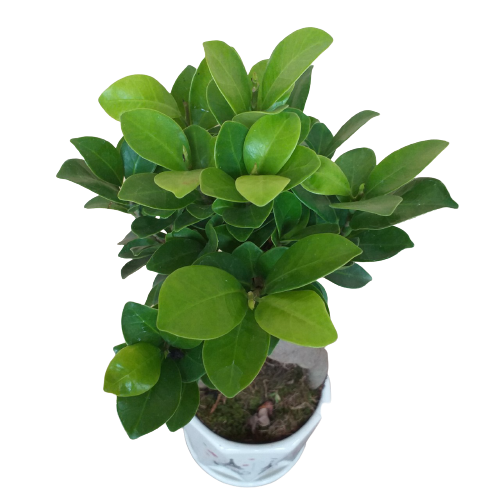 Cây Si Nhật, cây si bonsai, cây phong thủy