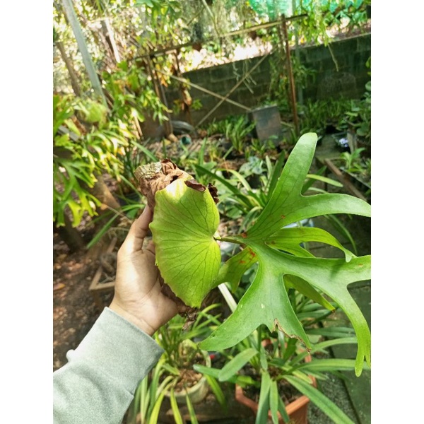 Cây ổ rồng, ghép gỗ có móc treo