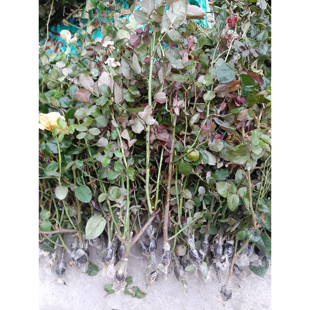 Cành Chiết Hoa Hồng Cổ Huế (Giống Hoa Hồng)