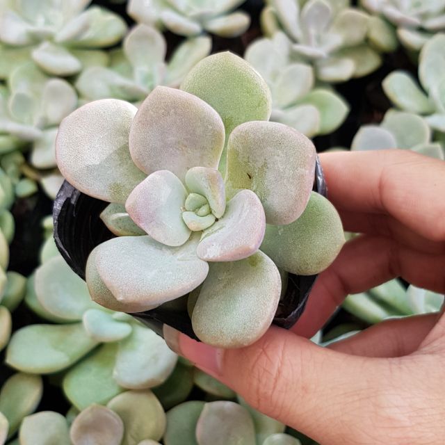 sen đá sỏi dẹt