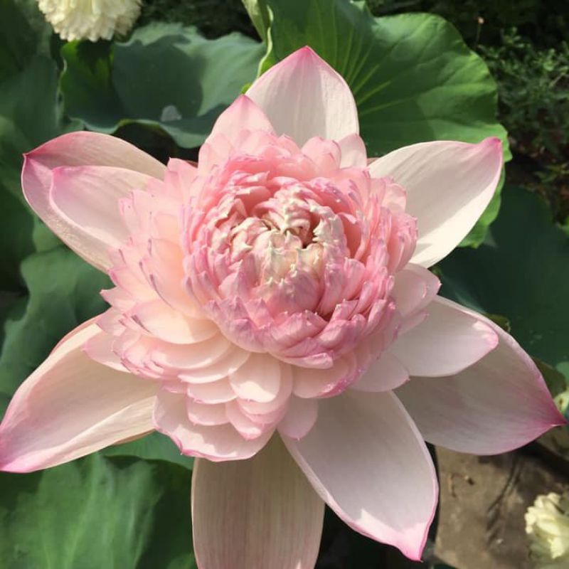 HOA SEN THÁI: SUPER LOTUS [Siêu Giảm Giá]