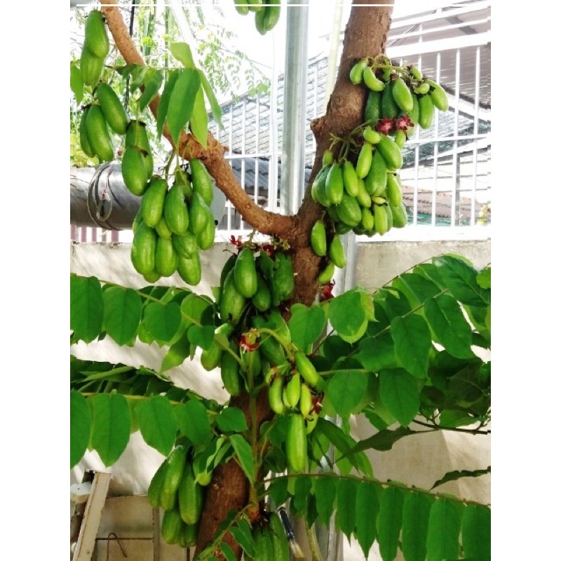 Cây giống khế tàu
