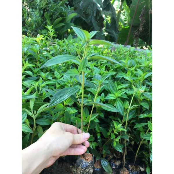 Cây giống sim thái hoa quanh năm