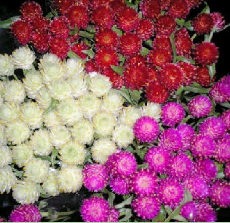 Hạt giống hoa cúc bách nhật mix màu - Gói 100 hạt