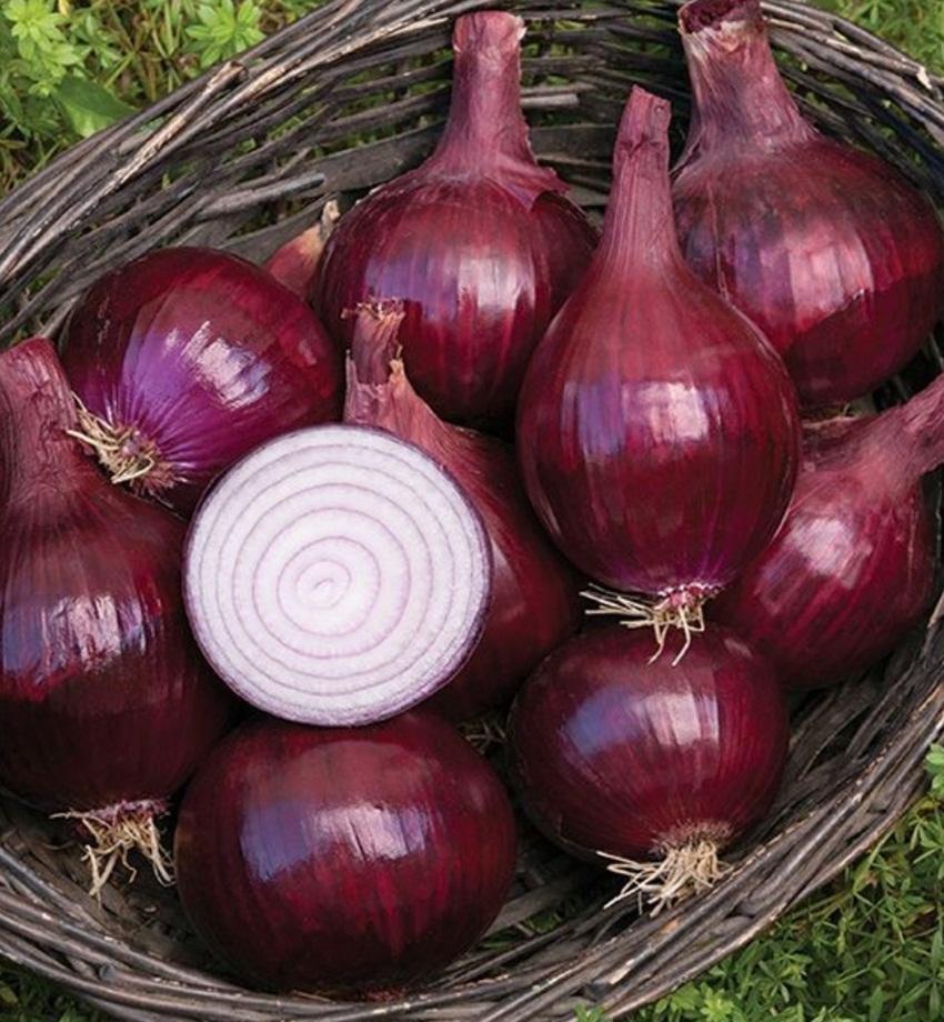hạt giống Hành tây tím