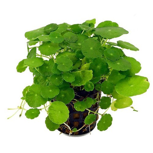 BẦU RAU MÁ TA (rau má dù, rau má lá nhỏ)