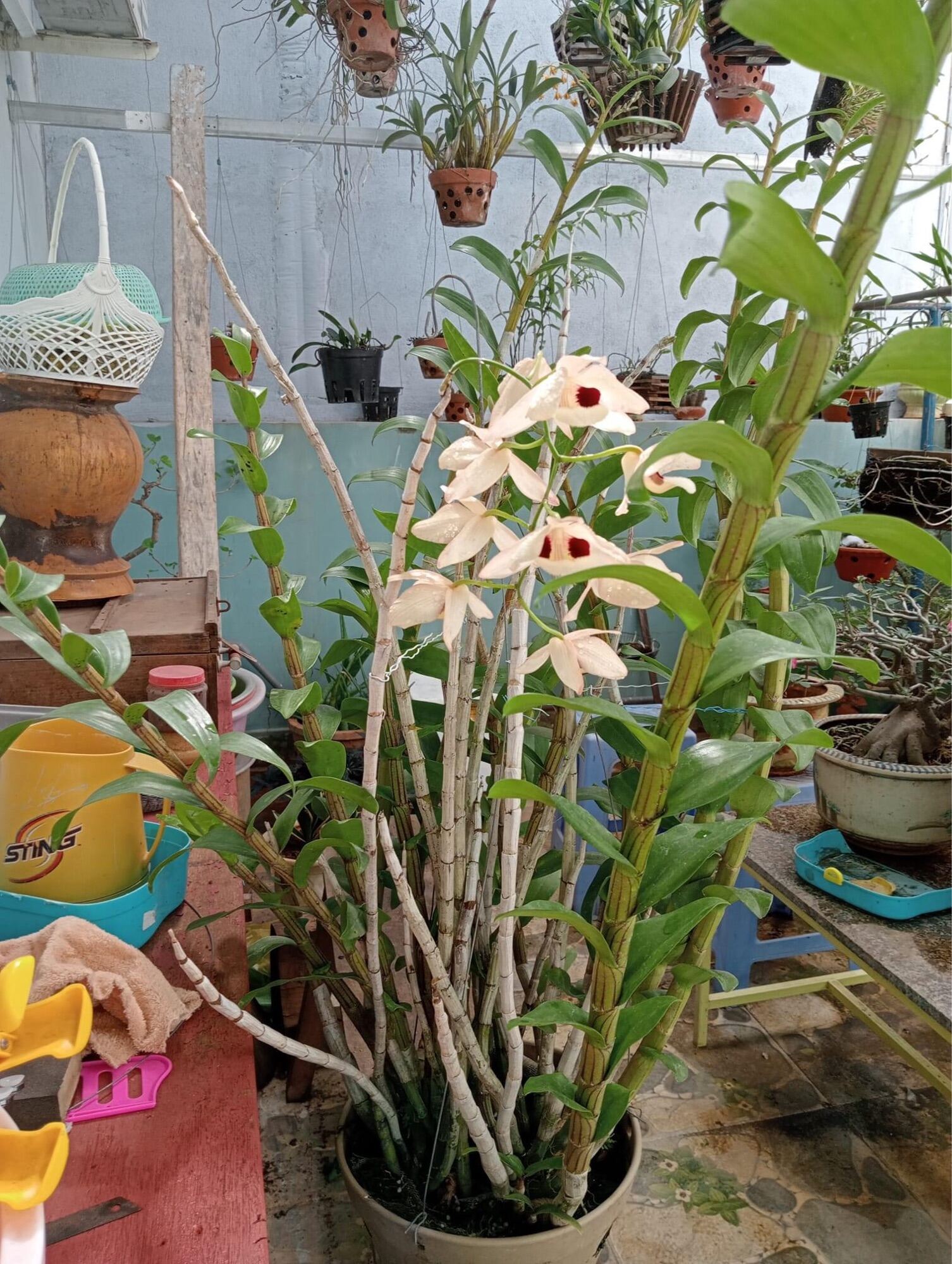 Hoa Lan hoàng thảo Thái bình(khóm 60cm trở lên) qq