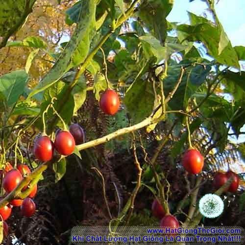 10h Hạt Giống Cà Chua Thân Gỗ Tamarillo Đỏ (A3.103| C3*W45*M535)
