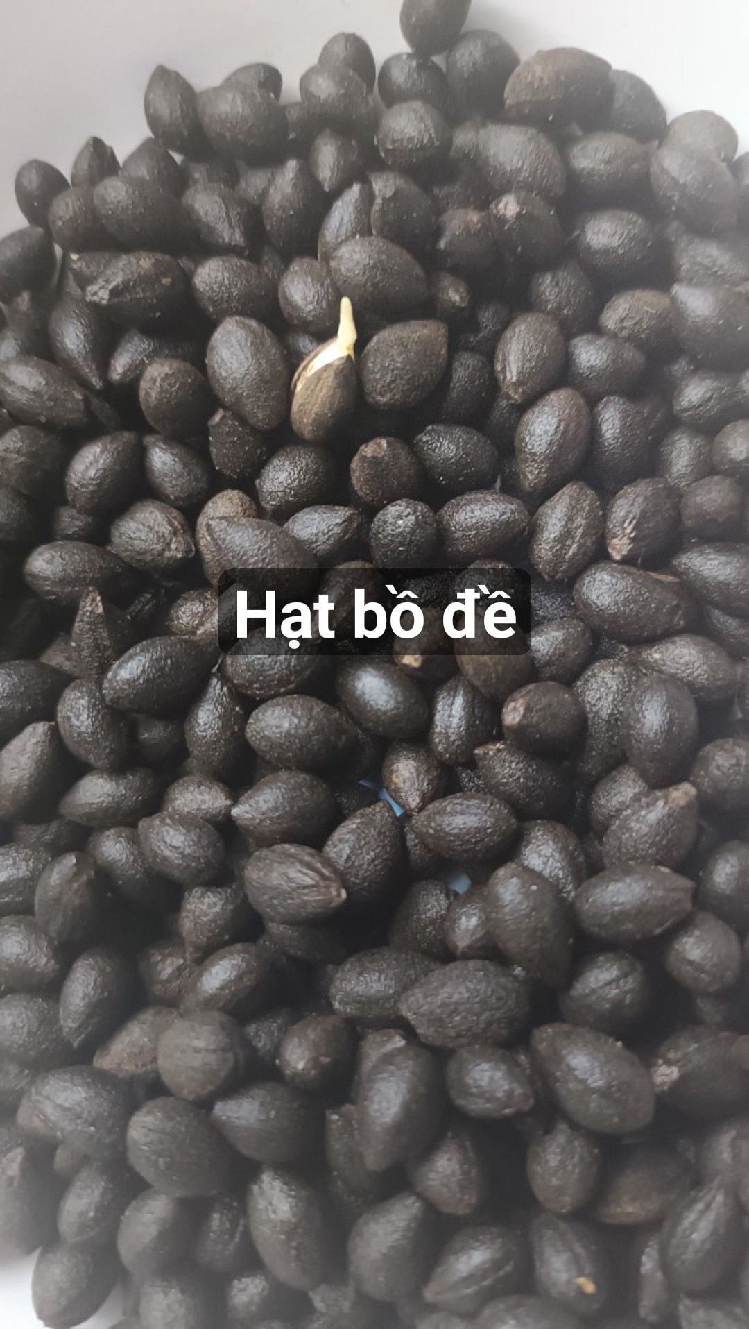 200gram hạt giống bồ đề