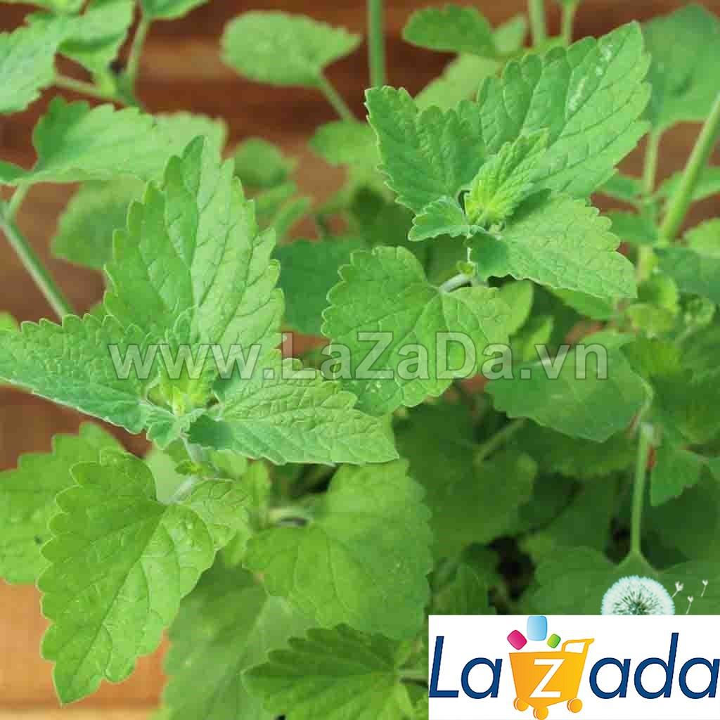 [HCM]500.HẠT Hạt Giống Catnip / Cỏ Mèo (| C26*X33)