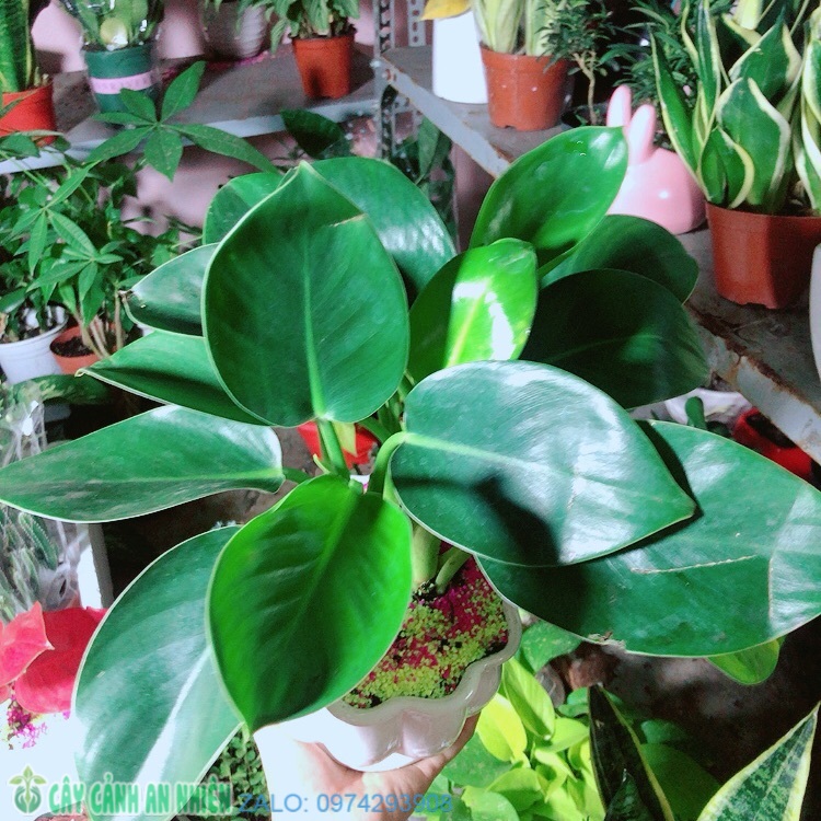Chậu cây đế vương xanh để bàn