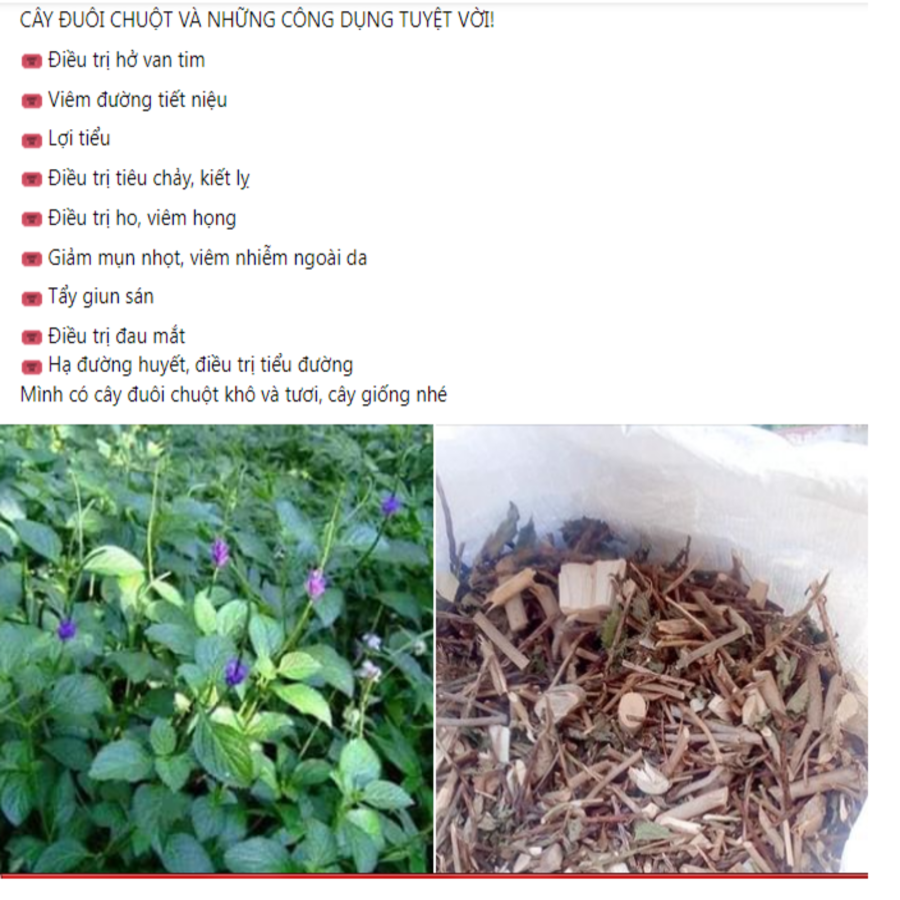 Combo 10 cây đuôi chuột giống.