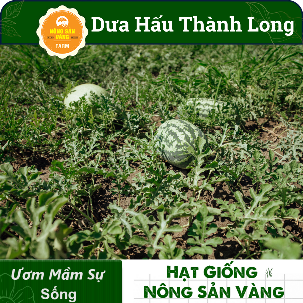 Hạt Giống Dưa Hấu Thành Long (Dưa Mĩ) ( Gói 10 Hạt), siêu ngọt, siêu ngon - Nông Sản Vàng