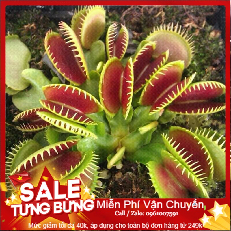 Hạt giống cây ăn thịt