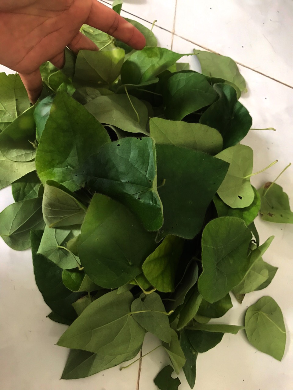 Lá Sâm Lông Tươi 100gr
