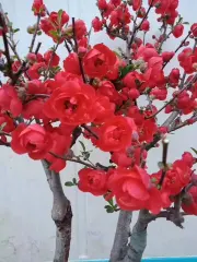 Mai Đỏ bonsai TỨ QUÝ CHẬU HOA QUANH NĂM SIÊU ĐẸP uy tín chât lượng