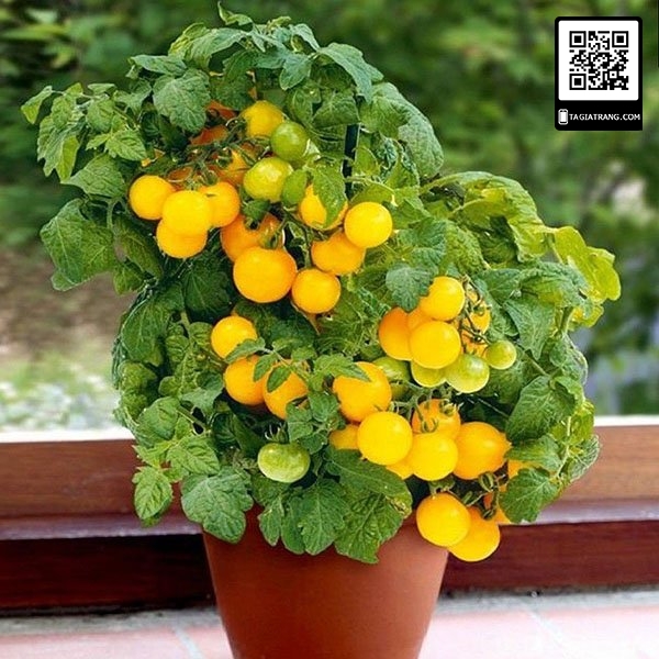Hạt giống cà chua bi lùn vàng, sai quả - Gói 0,1g