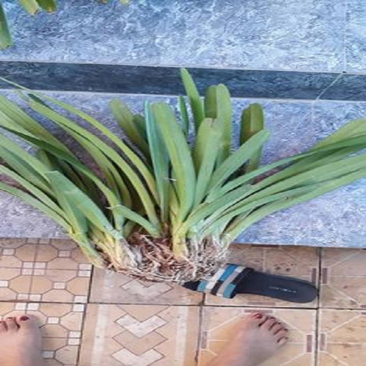 Hoa phong lan kiếm treo ( dừa)