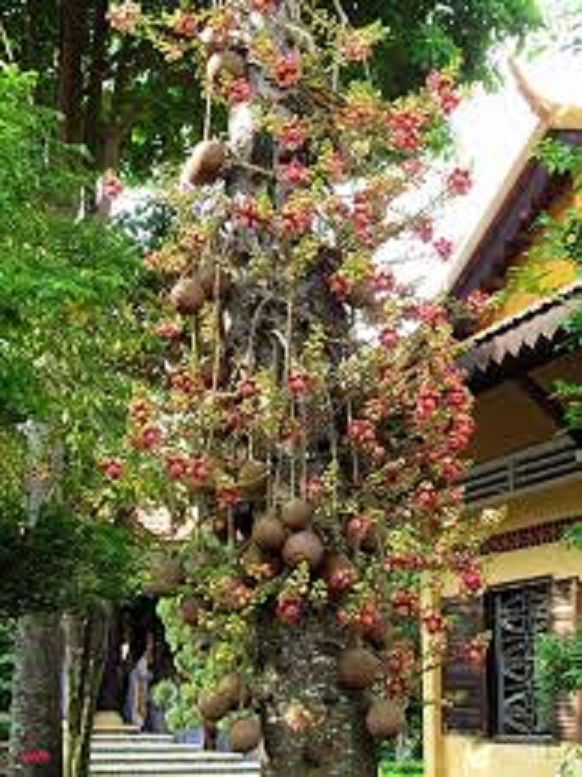 CÂY SALA (  CÂY NGỌC KỲ LÂN , CÂY ĐẦU LÂN ) GIỐNG