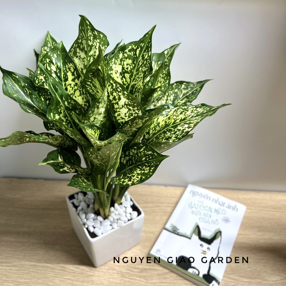 Cây ngọc ngân chậu sứ vuông để bàn